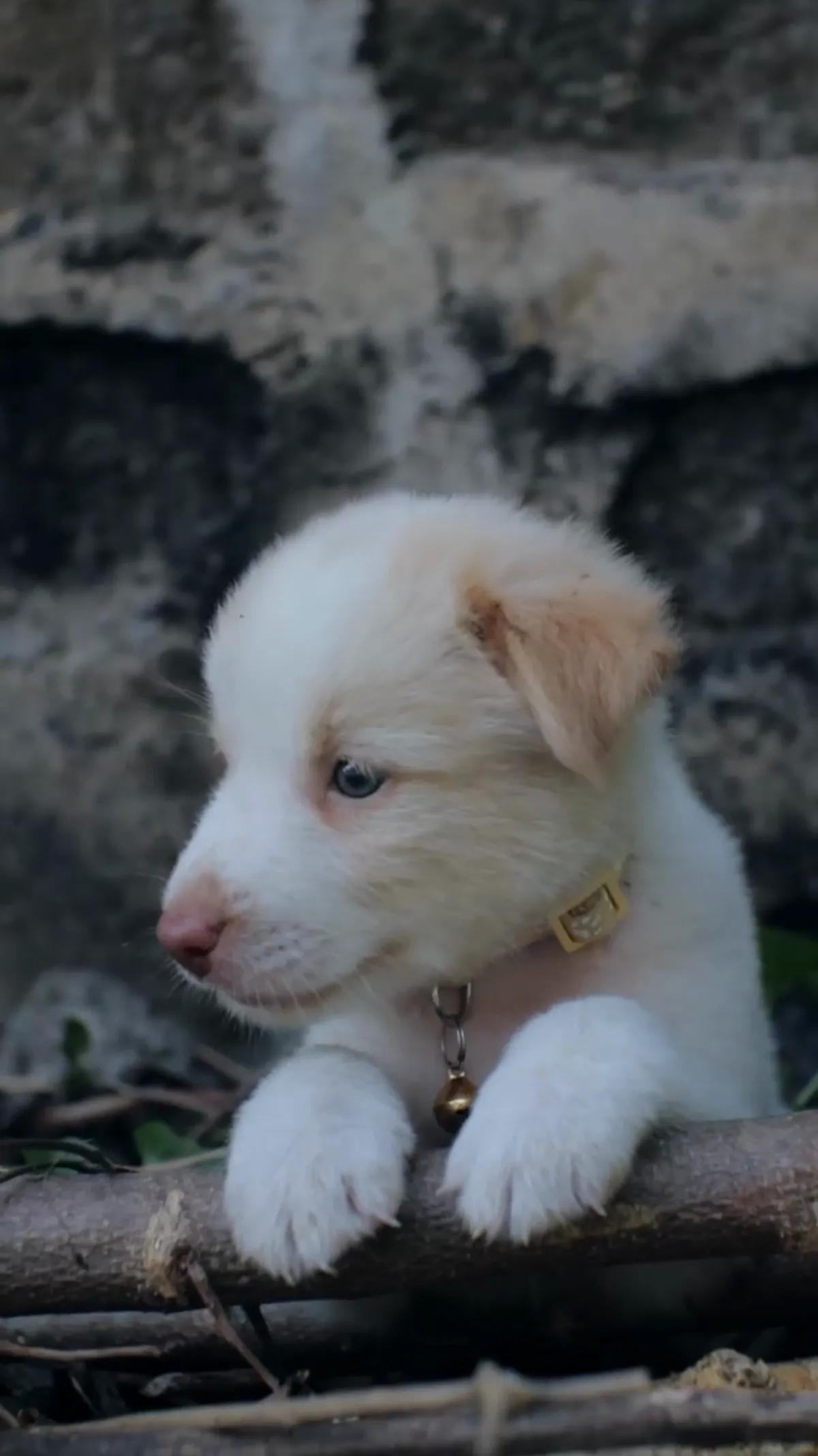 Un chiot blanc